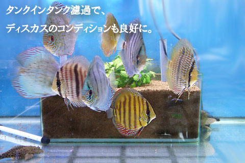 �v���W�F�N�g�\�C���Ń^���N�C���^���N�h��