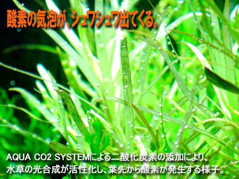 AQUA CO2 ボンベ