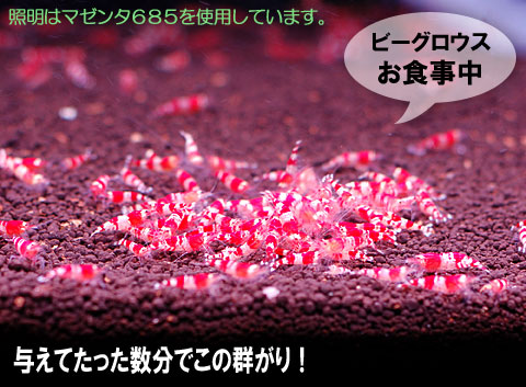 ビーグロウス使用水槽