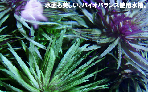�o�C�I�o�����X�g�p����