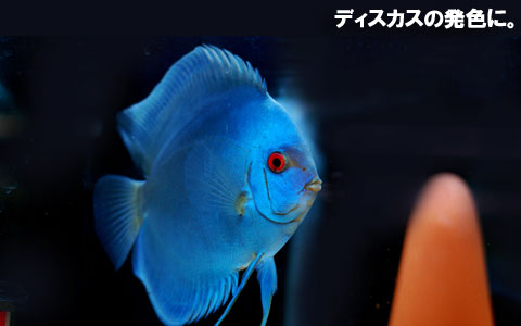 �~�l�����o�����X�g�p����