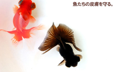 WATAER BALANCE使用鱼缸