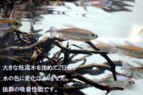 大きな枝流木を沈めて2日後、水の色に変化はありません。抜群の吸着性能です。